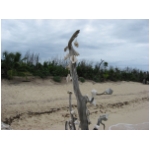 shell tree.jpg